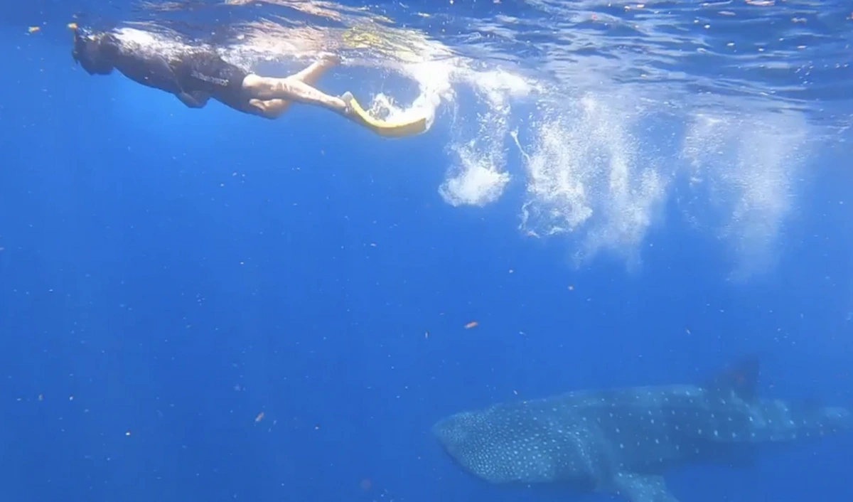Diving with the Whales - Emotional Depth